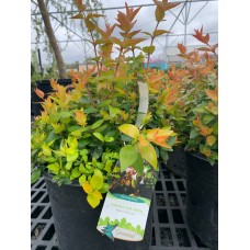 Canyon Creek Abelia 3 Gallon